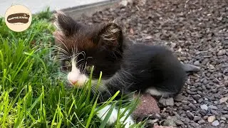 He Was Found In A Dumpster But Became My Treasure