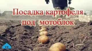 Посадка картофеля под мотоблок