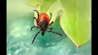 Mite. Клещ.