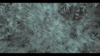 Winter forest