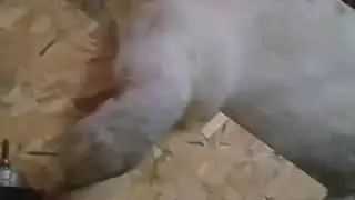 Строим гнездо для индюшек