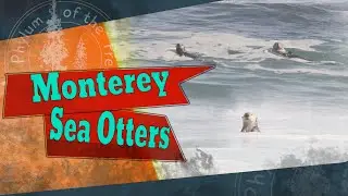 Monterey Sea Otters. Big Waves in Pacific Grove