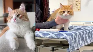 Siberian Kitten Sees Vet