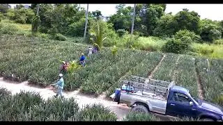 Harvest time