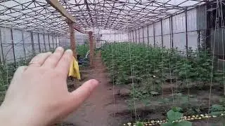 Капельный полив своими руками