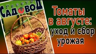 ТОМАТЫ В АВГУСТЕ: уход и сбор урожая