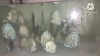 blue turquoise corss leperd | Discus Fish | home raising |