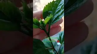 Китайская роза или 
