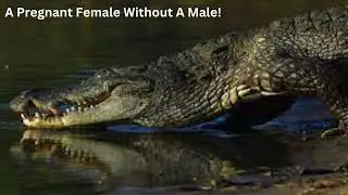 A Pregnant Woman Without A Man! | Virgin Birth: Female Gives Birth Despite Living16 Years Alone