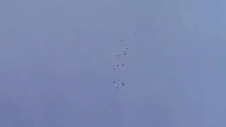Пермские голуби, полет.