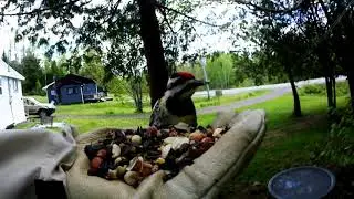 Ewan Dobson - Yellow-Bellied Sapsucker [June-04-2019]