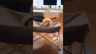 How to set up: Snowpeak Dog Cot 🐶🫶🏻