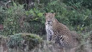 Amazing Leopard Encounter in Horton Plains, Sri Lanka