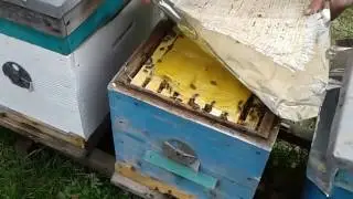 Выращивание трутней