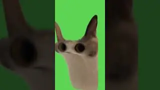 кот мяукает футаж
