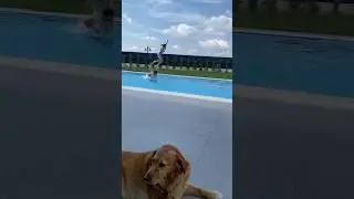 Cute 🥰 🏊‍♀️🦮🐕🐕‍🦺💖😱