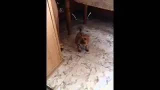 Охранная собака