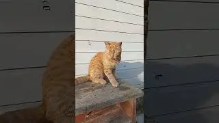 Всем доброе утречко!