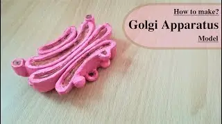 Making Golgi apparatus Model