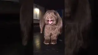 знающие кролики - это всегда супер мило 🥰 