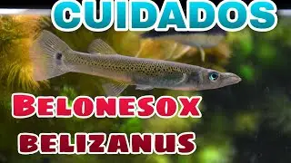 Cuidados del Belonesox belizanus
