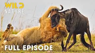 Animal Kingdom (SPECIAL EPISODE) | Greatest Fights For Survival | Animal documentary