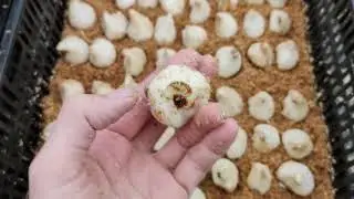 Шок!Некачественная луковица  для выгонки тюльпанов.  часть 2
