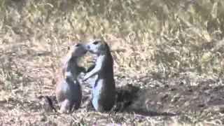 Kiss (no sound)