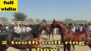 jasra horse show 2021:। marwari two tooth colt । मारवाङी दो दांत बछङा ।