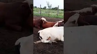 быки красавцы !