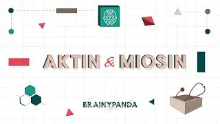 Mekanisme Kerja Otot (Aktin & Miosin) | Ilmu Biomedik Dasar | Brainy Panda