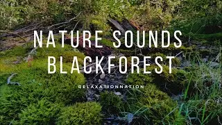 Black Forest Quell Sounds 40 Min (Relaxation,Asmr,Nature)