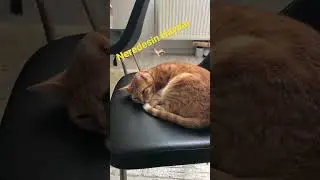 Haydar’ı özleyen gomiz #shorts  🐈