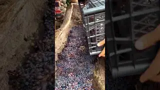 How to Make a traditional Wine #wheelsofwhisky #wine