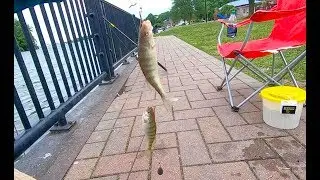 How to catch Perch FROM SHORE on the Detroit River