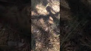 Mой Лес. Южная Украина. 🌾☯️🌘⚛️💹