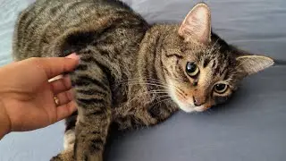 Sophie likes to be cuddled in bed - 4K