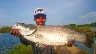 BABON KAKAP BARAMUNDI TAMBAK TENGKURAK TERTANGKAP