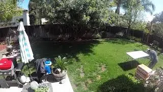 Picking up Ruby Poop!!! The Time-lapse