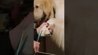 HOW TO SCISSOR FRONT FEET ON A GOLDEN RETRIEVER @melanienewman_salonessentials #goldenretriever #dog