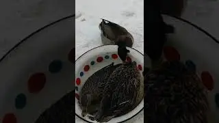 Борьба по утиным правилам!