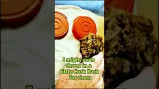 Reptile setup in 1 minute?!?!?!