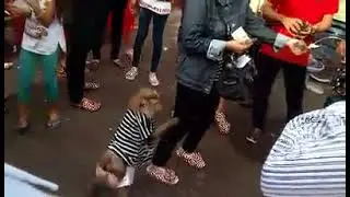 Chuyen la an giang,chu khi ban ve so nuoi ba cu 80 tuoi
