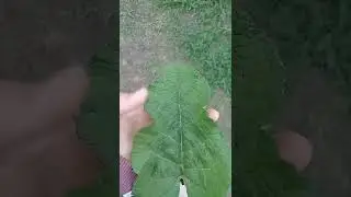Лайфхак от Lera mash как сорвать крапиву не обжигаясь/ Лера маш