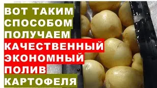 Вот таким способом получаем качественный и экономный  полив картофеля