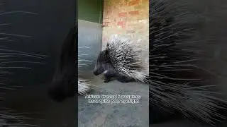 ✨A day in the life of a Porcupine at Shepreth Wildlife Park✨ 