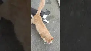 Когда у кошек ты уже как свой #кошки #бездомныеживотные