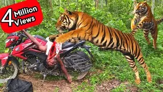 Tiger Attack Man in Forest | Royal Bengal Tiger Attack Fun Made Movie | Sher Attack
