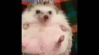 Dino as a hedgehog