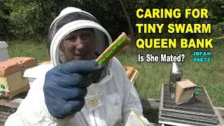 Tiny Swarm & Queen Bank Inspections 2024 S8E32 #beekeeping